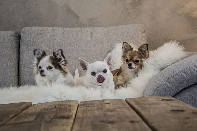 Chihuahua Hond