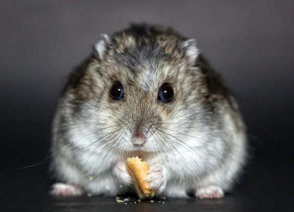 Leuke Hamster Namen - Dikke Hamster Chonky