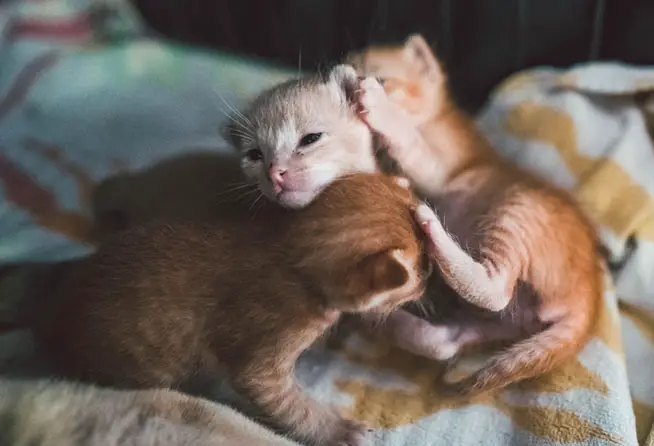 Nestje Kittens