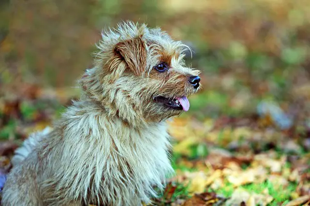 Norfolk Terrier Hondenras