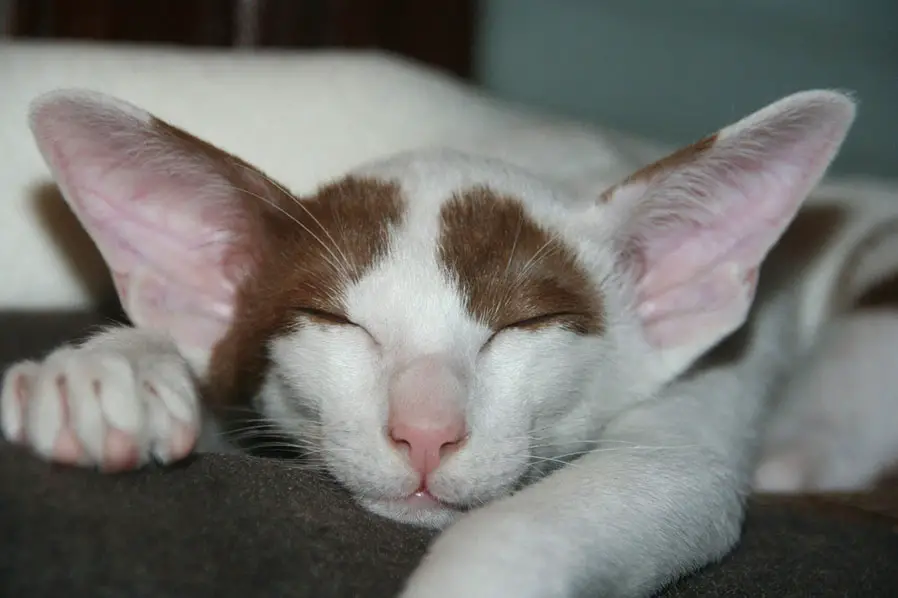 Oosterse Korthaar kat op leeftijd slapend