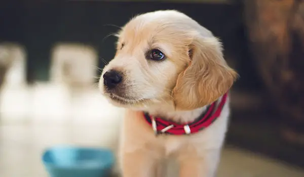 Wanneer Nieuwe Puppy Adopteren Na Dood Hond