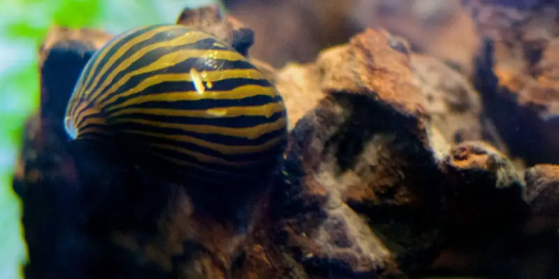 Zebra Slak Nerite Snail