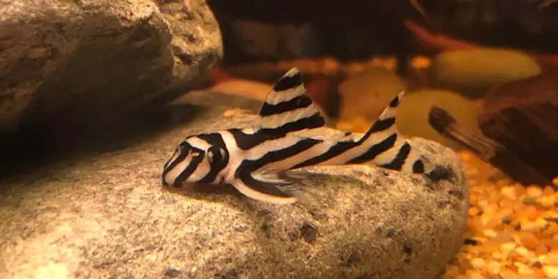 Zebrameerval (Hypancistrus Zebra)