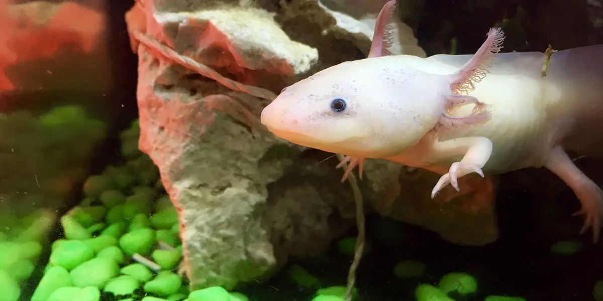 Axolotl Blind Wat Zien Ze