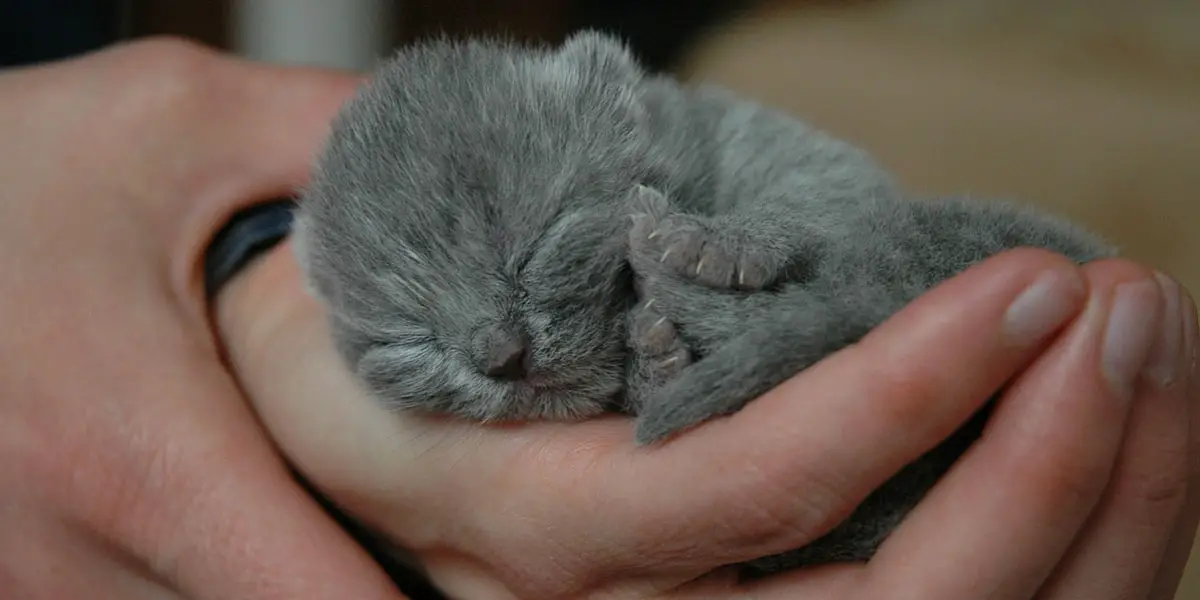 Cattery Britse Korthaar Fokker