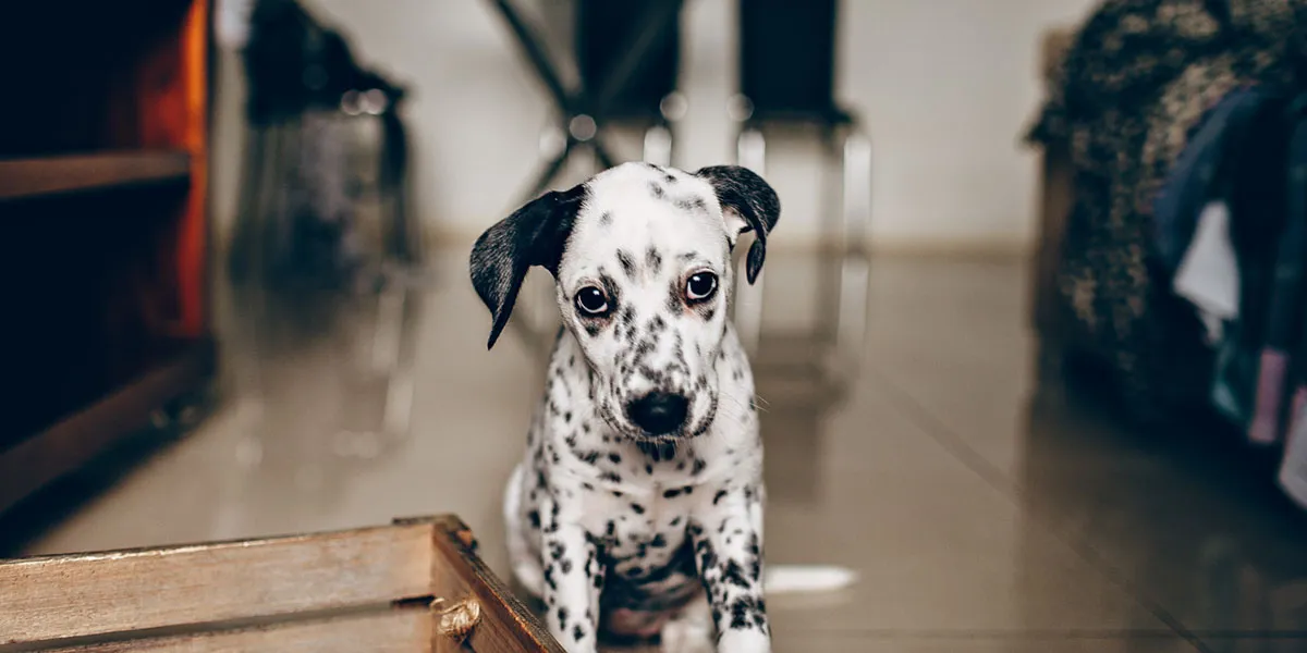 Dalmatier Pup Kopen Bij Een Fokker In Nederland of Belgie