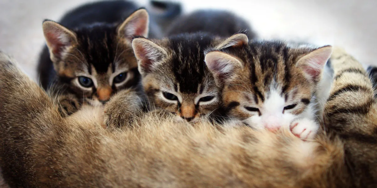 Europese Korthaar Kittens Kopen Of Adopteren