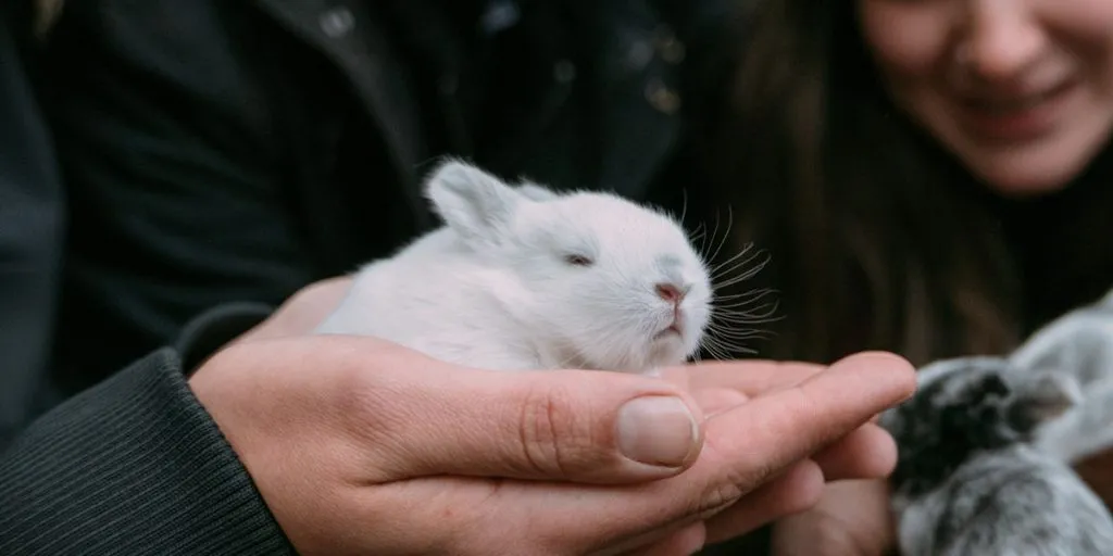 Hoe Noem Je Een Baby Konijn? (Zeer Verrassende Benaming!)