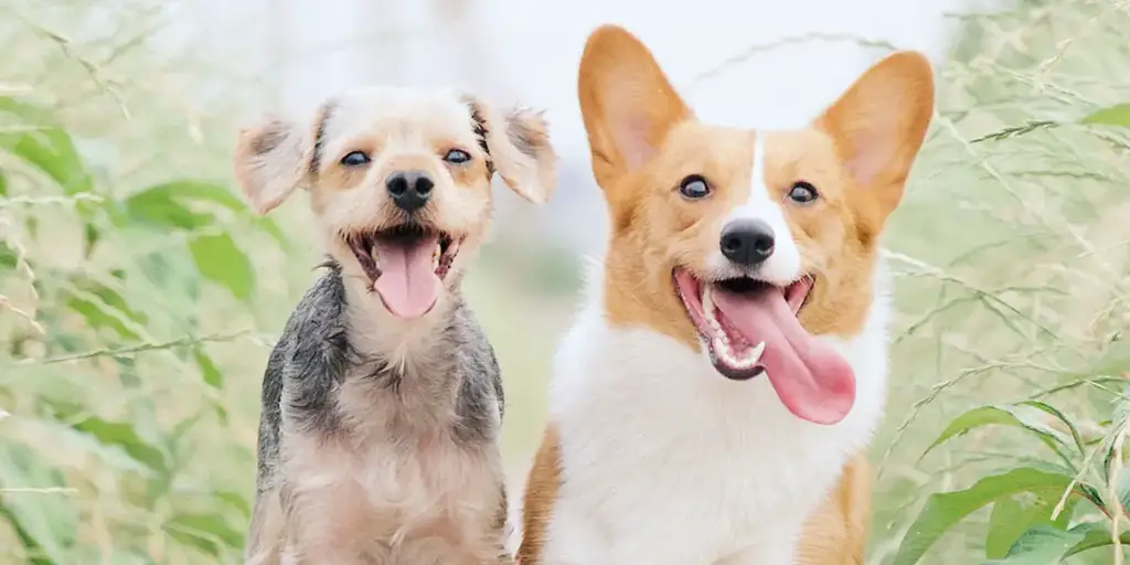 Honden Niet Verharen: 32 Hypoallergene Hondenrassen