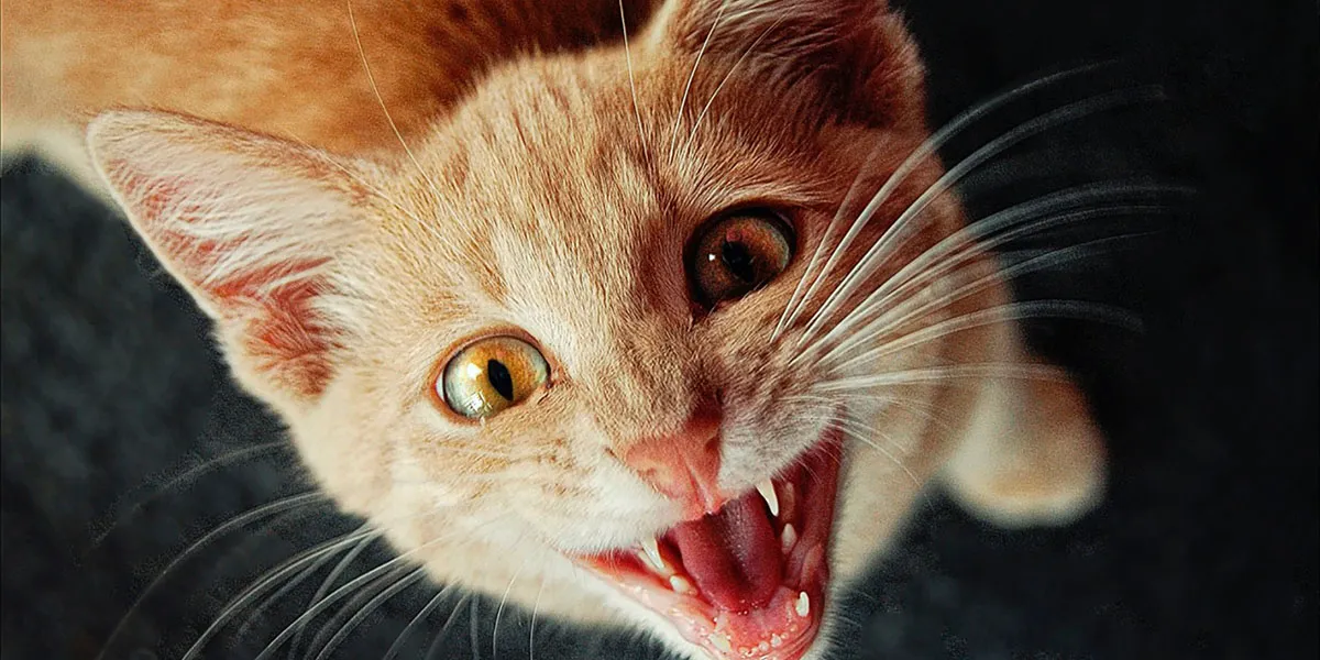 deelnemer vooroordeel Specifiek 7 Kattengeluiden En Hun Betekenis: Kattentaal Ontcijferd