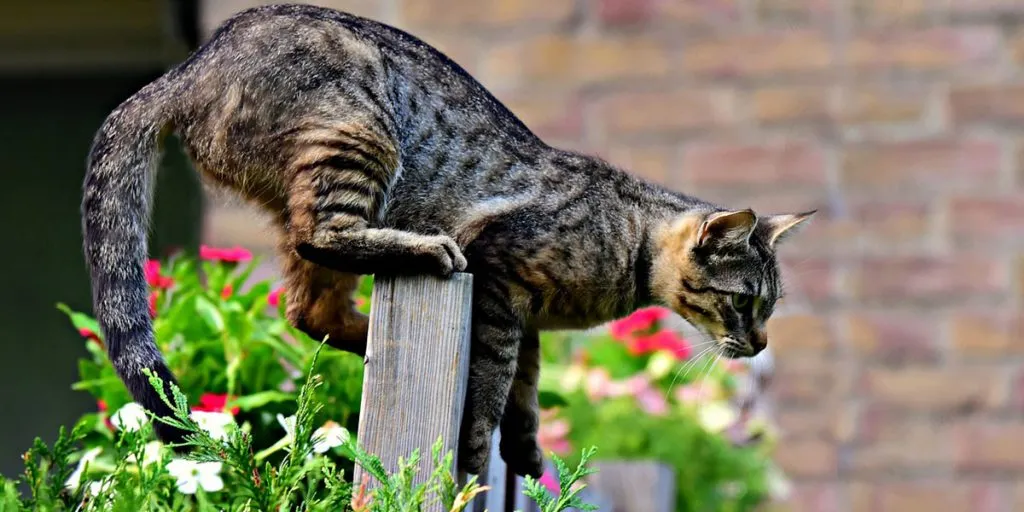 katten weghouden uit tuin