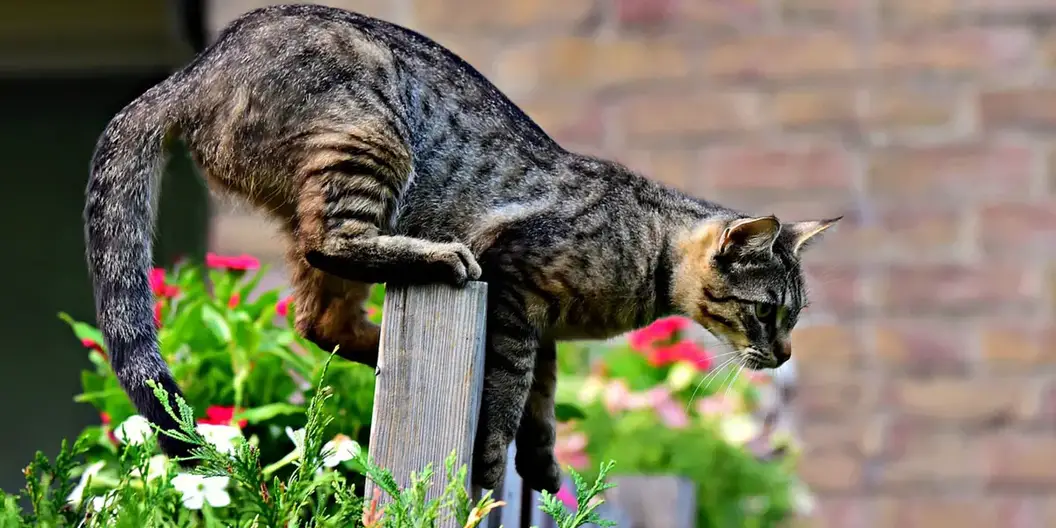 Verjagen Uit De Tuin: 10 Manieren Om Katten Weren