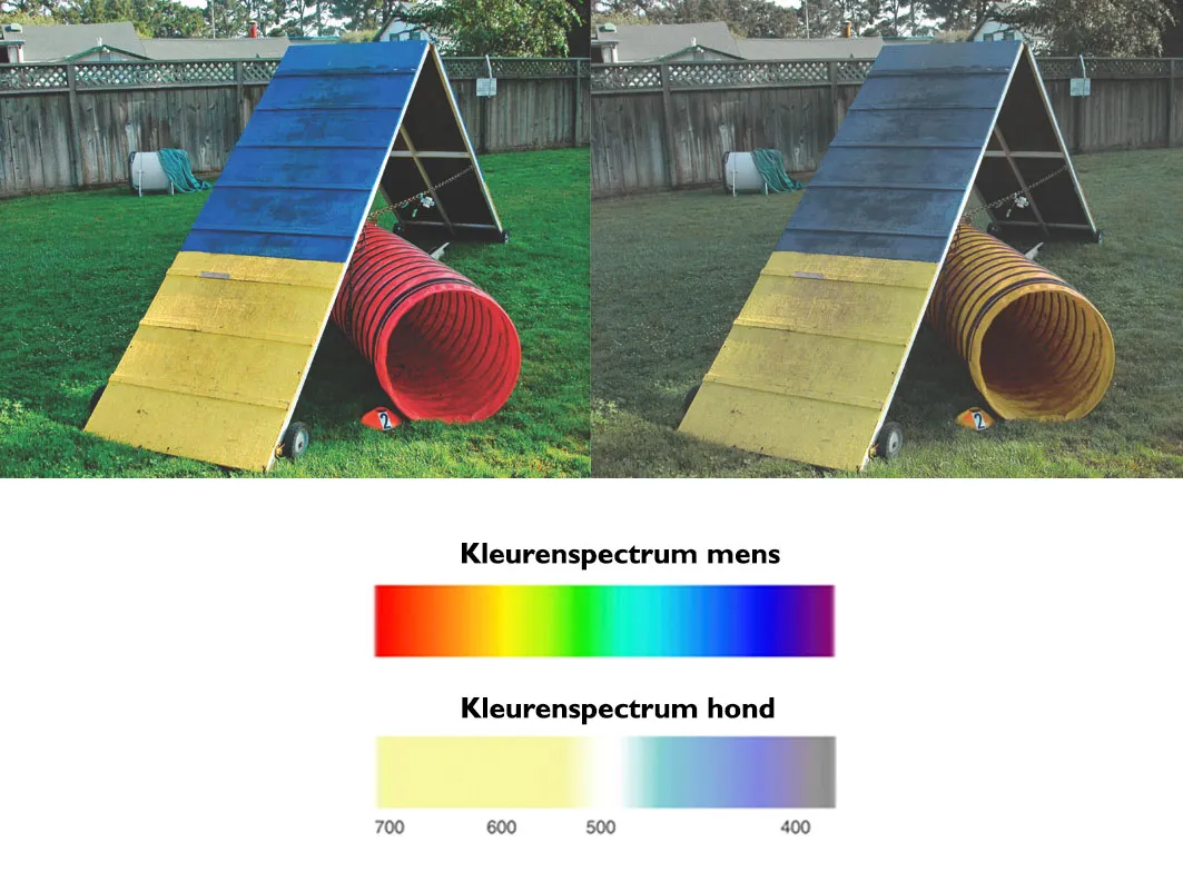 Kleurenspectrum hond vs mens