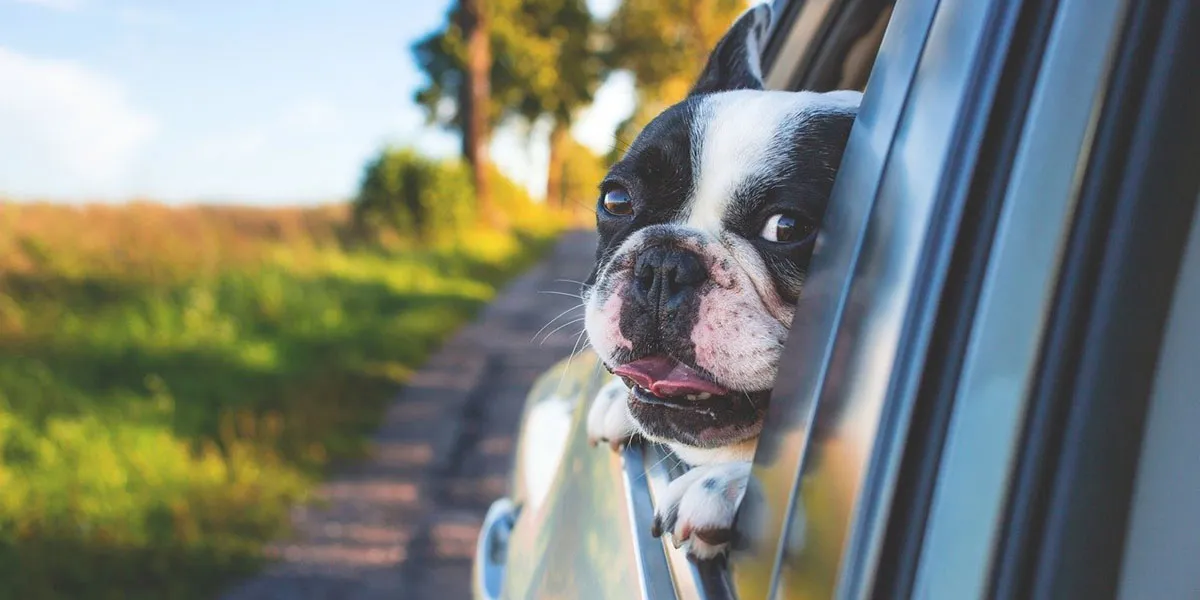 Luxe Hondenmand Auto - Autozitje Voor Kleine Honden