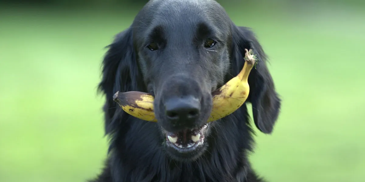 Mag Een Hond Banaan Eten