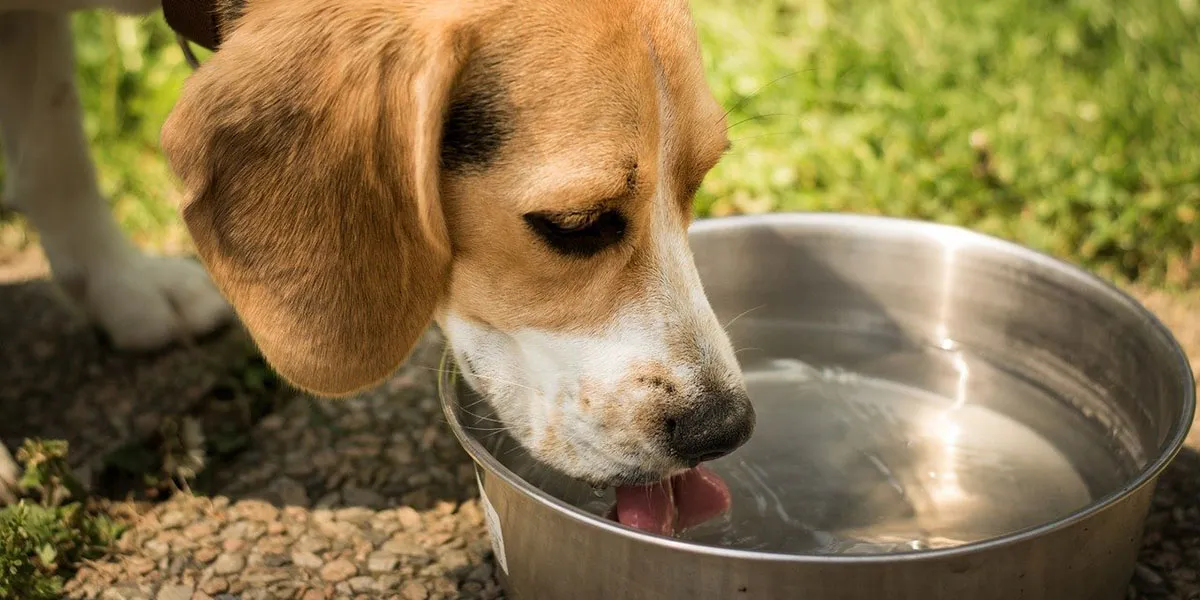 Mijn Hond Drinkt Ineens Erg Veel Water