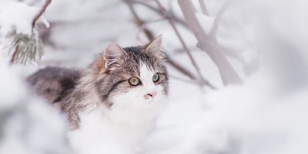 Siberische Kat Cattery - Kitten Kopen Bij Een Fokker
