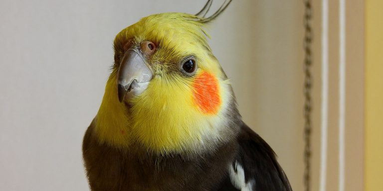 Je Valkparkiet Opvoeden: Hoe Krijg Je Een Parkiet Rustig?