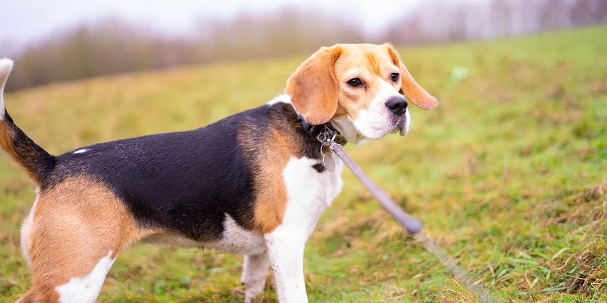 Nadelen Beagle Hond