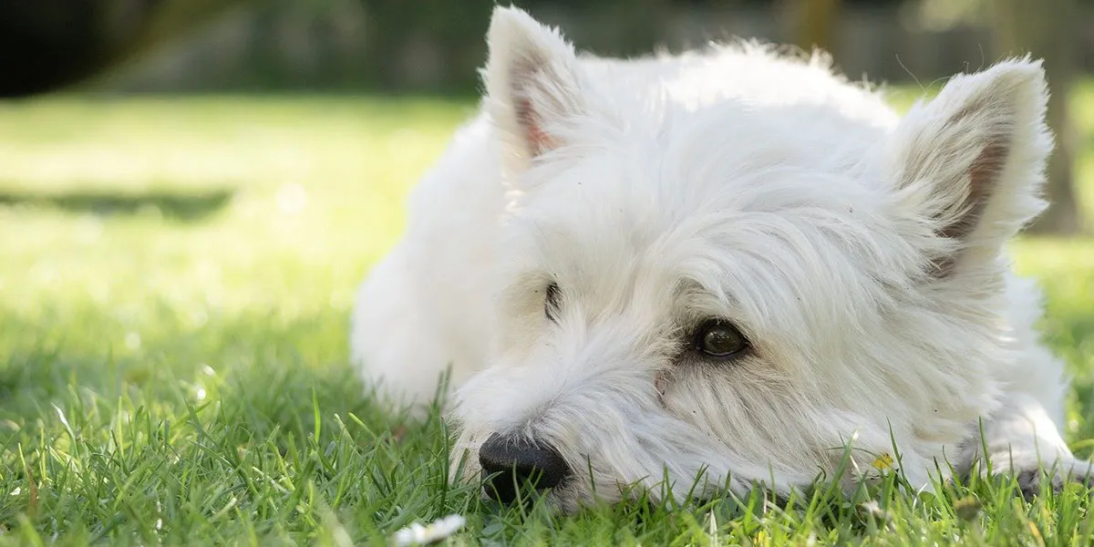 West Highland White Terrier Westie Pup Kopen Fokker