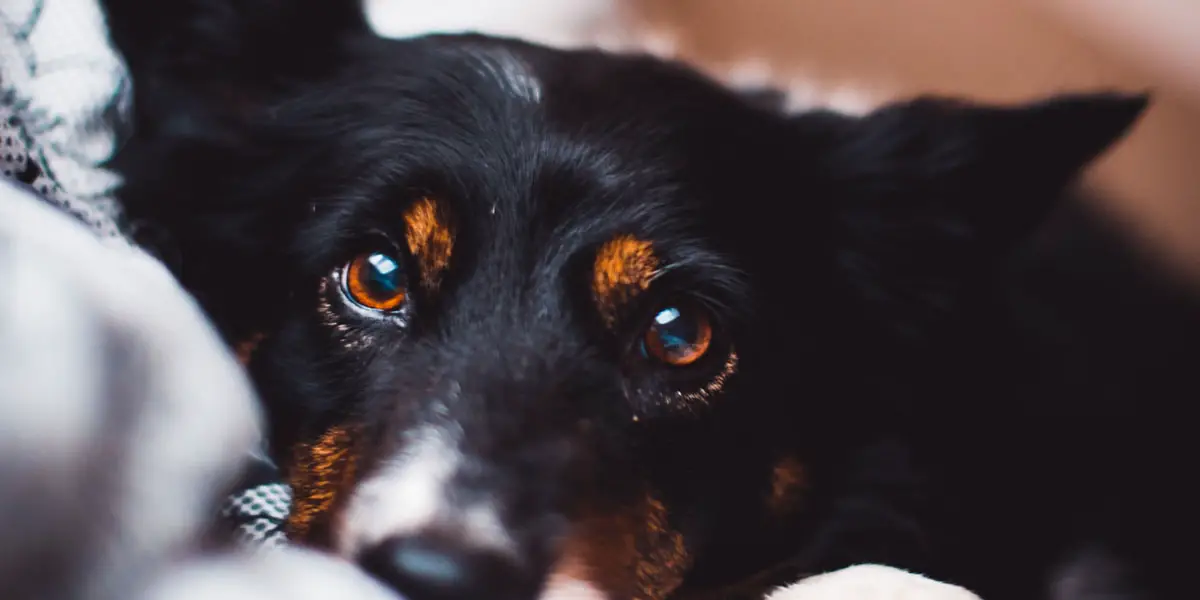 Zijn Honden Kleurenblind - Wat Ziet Een Hond
